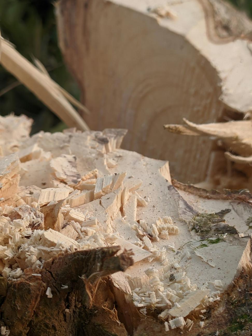 Sustainable Timber